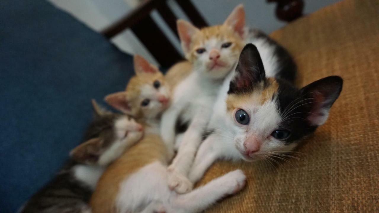 Nha Homestay Da Nang Eksteriør billede